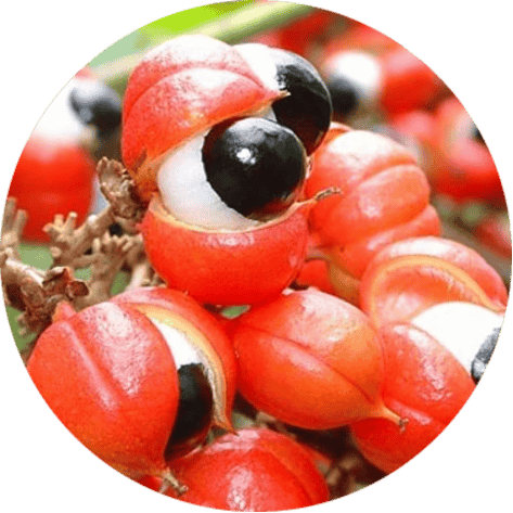 Guarana Seed Extract